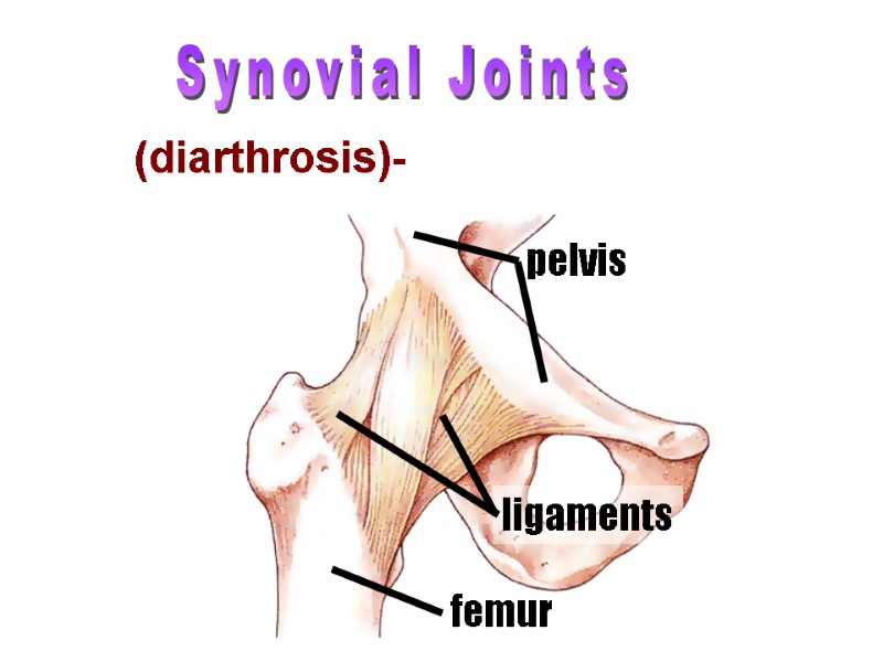 Synovial Joints (diarthrosis)- freely moveable